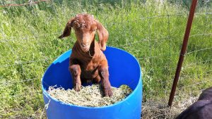 Baby Goat in Barrel
